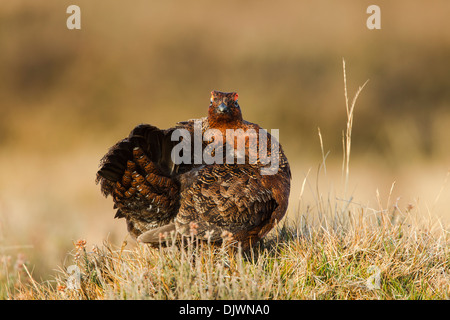 Tétras mâle, rouge (Lagopus lagopus scoticus) debout sur un tusock en se lissant dans le North York Moors National Park Banque D'Images