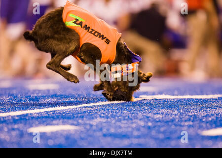 26 octobre 2010 - Boise, Idaho, United States of America - Zee le Zamzows Pudelpointer récupère le kicking tee pendant la seconde moitié comme action # 2 Boise State défait Louisiana Tech 49-20 dans Bronco Stadium. (Crédit Image : © Stanley Brewster/global/ZUMApress.com) Southcreek Banque D'Images