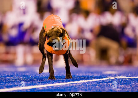 26 octobre 2010 - Boise, Idaho, United States of America - Zee le Zamzows Pudelpointer récupère le kicking tee pendant la seconde moitié comme action # 2 Boise State défait Louisiana Tech 49-20 dans Bronco Stadium. (Crédit Image : © Stanley Brewster/global/ZUMApress.com) Southcreek Banque D'Images