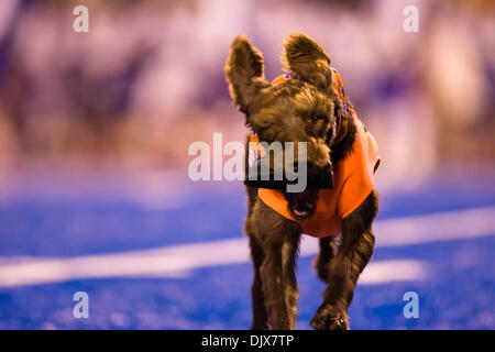 26 octobre 2010 - Boise, Idaho, United States of America - Zee le Zamzows Pudelpointer récupère le kicking tee pendant la seconde moitié comme action # 2 Boise State défait Louisiana Tech 49-20 dans Bronco Stadium. (Crédit Image : © Stanley Brewster/global/ZUMApress.com) Southcreek Banque D'Images