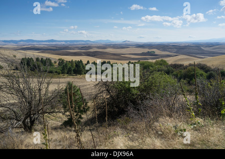 La Palouse Hills de Steptoe Butte - Steptoe Butte State Park, Whitman County, Washington, USA Banque D'Images