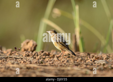 Zitting belle (Cisticole juncidis Cisticole) se tenant sur le sol Banque D'Images