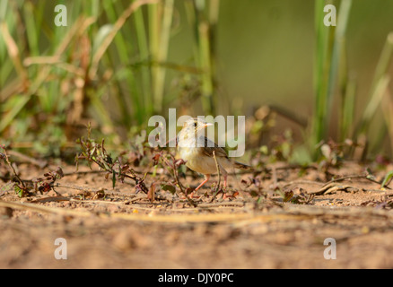 Zitting belle (Cisticole juncidis Cisticole) se tenant sur le sol Banque D'Images