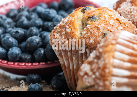 Muffins aux bleuets Banque D'Images