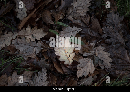 Fallen brown feuilles de chêne avec un comité permanent de la foule des feuilles plus foncées Banque D'Images