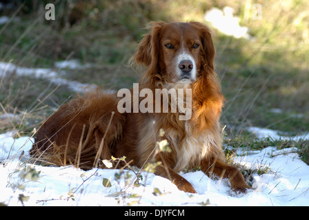 Setter Irlandais couché dans la neige Banque D'Images