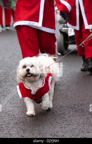 Liverpool, Merseyside, UK 1er décembre 2013. Les coureurs de la rue James à la Liverpool Santa Dash à partir de la jetée tête et essayer de battre le record mondial Guinness pour le plus grand rassemblement "Santa" qui se situe à moins de 13 000 et aussi essayer d'élever à plus de dernières années total de €5 millions. Festive Fun Run est l'appui du texte de TVI Santa Appel cette année pour aider à recueillir des fonds pour l'âge UK, Anthony Nolan, soignants UK, Marie Curie Cancer Care, ensemble pour de courtes vies et Whizz-Kidz. Credit : Mar Photographics/Alamy Live News Banque D'Images