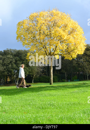 Une vieille femme promener son chien dans le parc en automne Banque D'Images