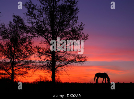 Un cheval de pâturage au lever du soleil au printemps dans la région de Horse Country, Lexington, Kentucky, USA Banque D'Images