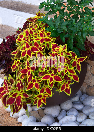 L'Assistant de Coleus Solenostemon Blumei velours rouge écarlate de l'usine Arc-en-ciel Banque D'Images