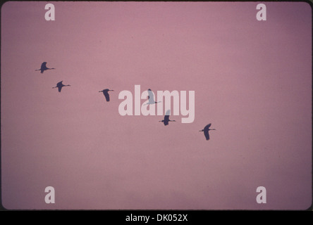 Vol de Grues du Canada est moindre au cours de l'Aéroporté LILLIAN ANNETTE ROWE REFUGE D'OISEAUX À GRAND ISLAND, NEBRASKA... 557209 Banque D'Images