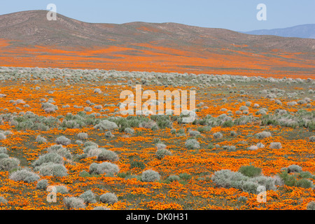 Champ de coquelicots dorés de Californie.Antelope Valley (près de la ville de Lancaster), Los Angeles County, Californie, États-Unis. Banque D'Images