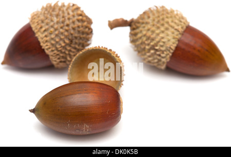 Quercus coccifera, les glands de chêne kermès isolated Banque D'Images