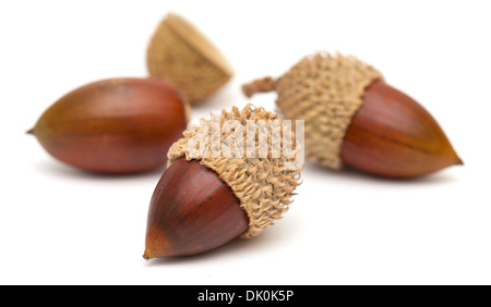 Quercus coccifera, les glands de chêne kermès isolated Banque D'Images