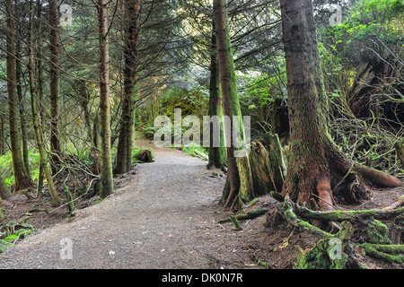 Sentier Wild Pacific sur l'île de Vancouver, Ucluelet (Colombie-Britannique), Canada Banque D'Images