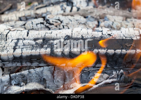 Feu de camp d'été dans les bois Banque D'Images