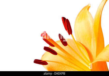 Close up image de lys orange lumineux Banque D'Images