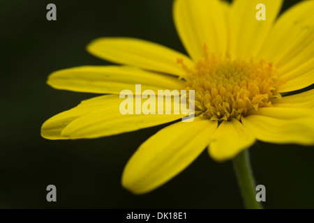 Euryops Pectinatus dans Glasgow Botanic Gardens Banque D'Images