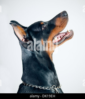Dobermann portrait sur arrière-plan simple Banque D'Images