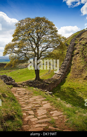 Sycamore Gap partie de mur d'Hadrien près de Northumberland dans la région des Scottish Borders Banque D'Images