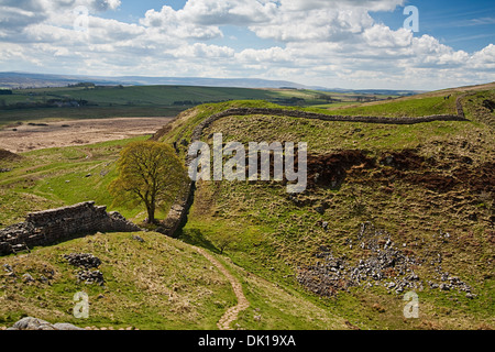 Sycamore Gap une partie du mur d'Hadrien, dans le Northumberland, près de la région des Scottish Borders Banque D'Images