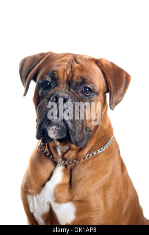 Portrait de chien Boxer isolé sur fond blanc Banque D'Images