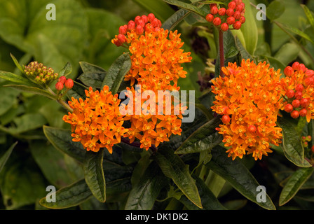 Orange et orange rouge Asclepias, ou des mauvaises herbes papillon fleurs regroupées dans cette vue rapprochée. Banque D'Images