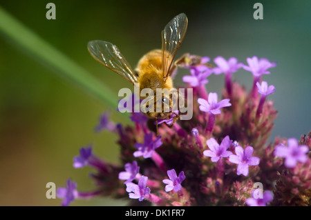 Une abeille mellifère rassemble nectar et pollen sur ces petits écarts de verveine, violet, violet et rouge fleurs, libre. Banque D'Images