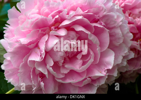 Blanc-rose, fleur de pivoine, macro close up. Banque D'Images