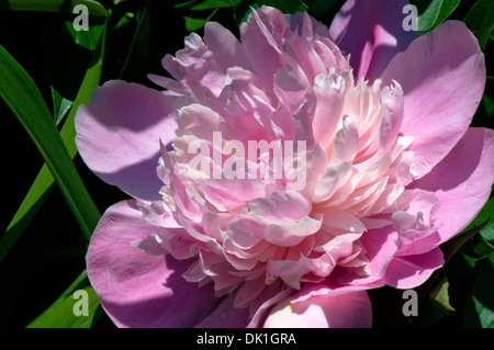 Fleur de pivoine rose au printemps, macro close up. Banque D'Images