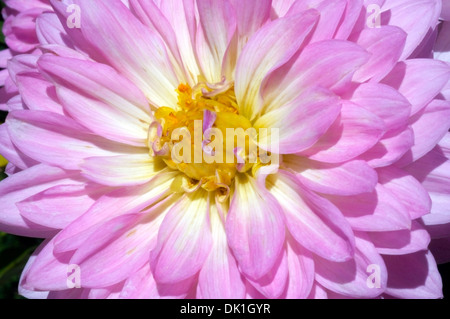 Dahlia fleur, macro close up. Banque D'Images