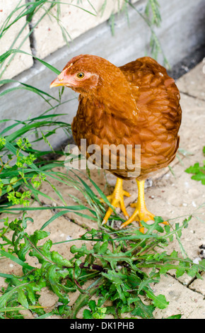 Rasoir rouge-pullet-chickens Banque D'Images