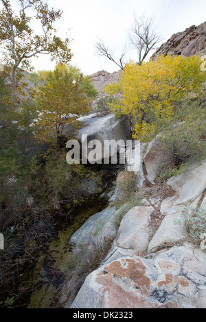 Peupliers voir les couleurs d'automne au Canyon de moutons, Anza Borrego Desert State Park, San Diego County, Californie, USA Banque D'Images