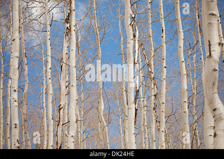Tremble contre le ciel bleu en hiver Banque D'Images