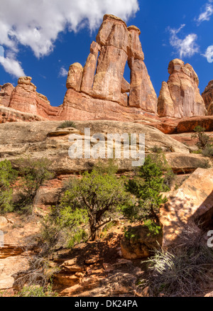 Druide iconique avec passage de buissons de genièvre dans Elephant Canyon dans les aiguilles District de Canyonlands National Park, Utah Banque D'Images