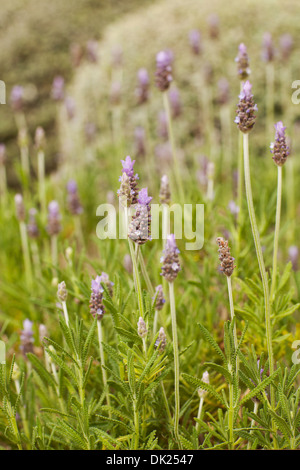 Close up of lavender croissant dans jardin Banque D'Images