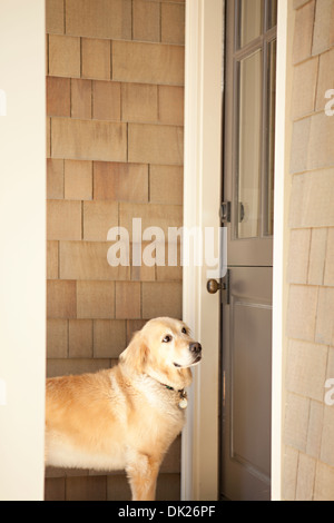 Golden retriever en attente à la porte de chambre Banque D'Images