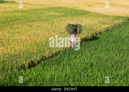 L'homme indien avec l'herbe coupée marche à travers les rizières de l'Inde. L'Andhra Pradesh, Inde Banque D'Images