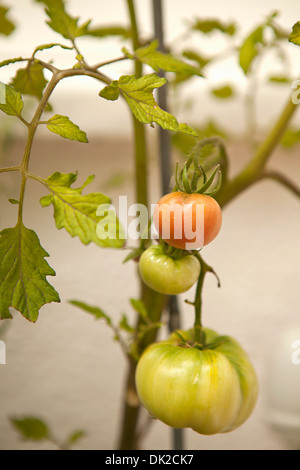 Close up de mûrissement des tomates biologiques sur vine in garden Banque D'Images