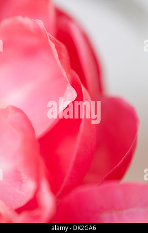 Close up high angle View detail de pétales de pivoine rose Banque D'Images