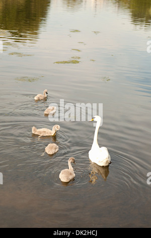 Portrait de swan avec cygnets sur étang, St James Park, Londres, Angleterre, Royaume-Uni Banque D'Images