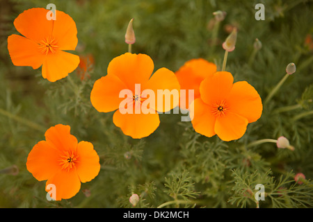 Close up portrait of wildflowers pavot orange Banque D'Images
