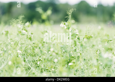 Terrain terre agricole avec des plantes de pois, Suède Banque D'Images