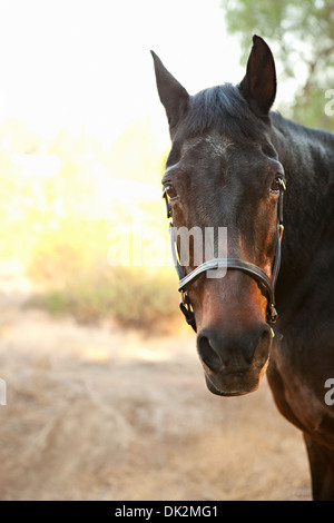 Close up portrait of brown horse Banque D'Images