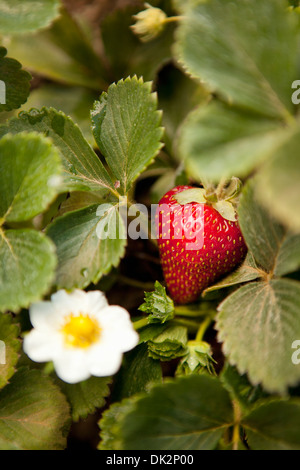 Close up portrait of organic fraisier avec jardin en fleurs Banque D'Images