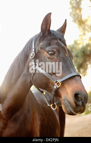 Close up portrait of brown horse Banque D'Images