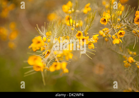 Close up of yellow wildflowers on branch Banque D'Images