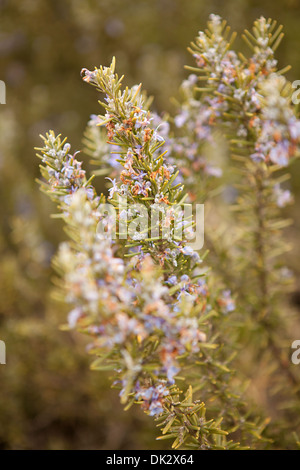 Close up of purple flowers blooming sur rosemary plant Banque D'Images