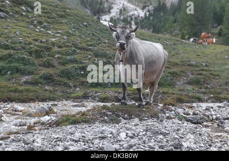 L'eau potable de vache dans la rivière de montagne dans les Alpes Banque D'Images