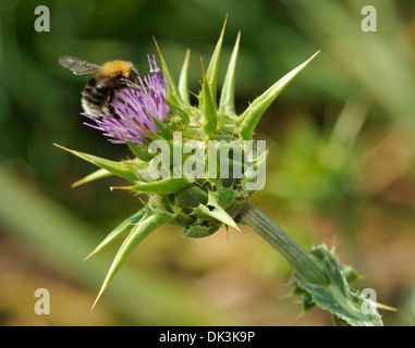 Bourdon Bombus hypnorum - arbre sur le chardon Marie - Silybum marianum Banque D'Images